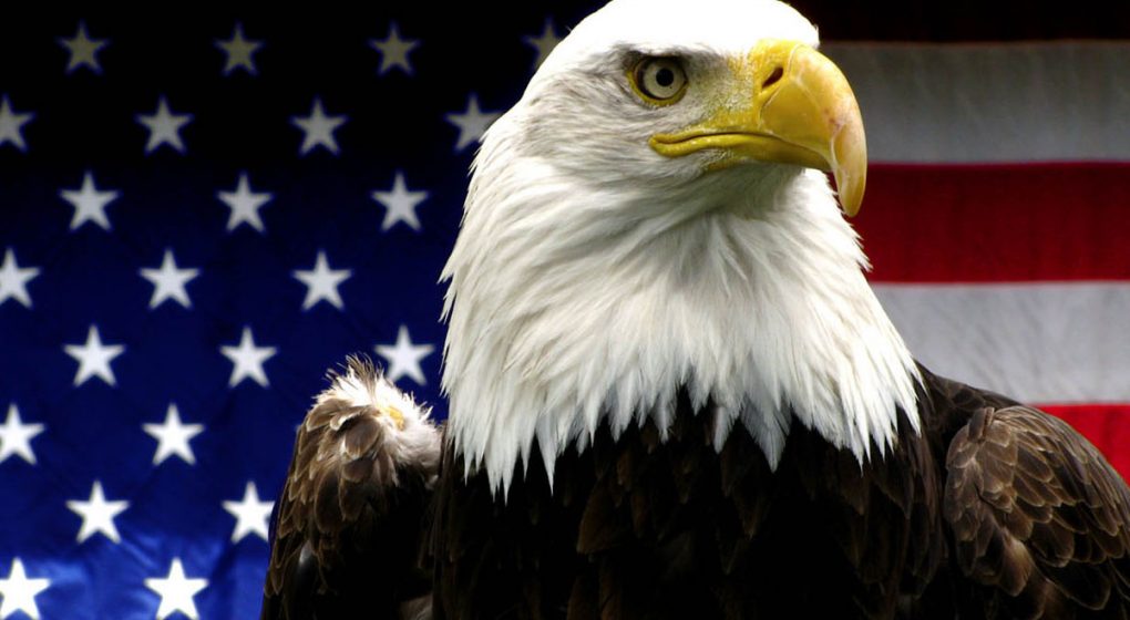 daily-viper-america-eagle