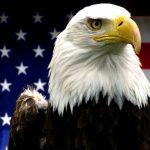 daily-viper-america-eagle