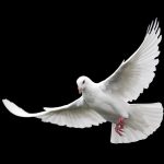 daily-viper-individualism-collectivicm